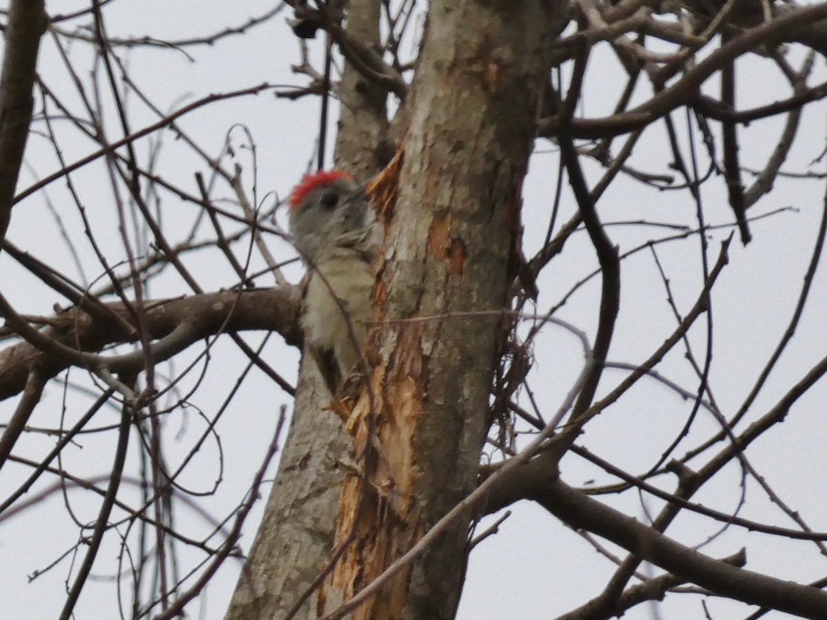 African Gray Woodpecker (Gray) - ML468965091