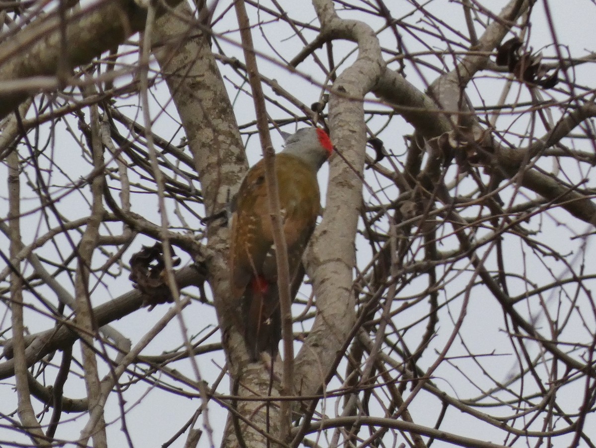 African Gray Woodpecker (Gray) - ML468965161