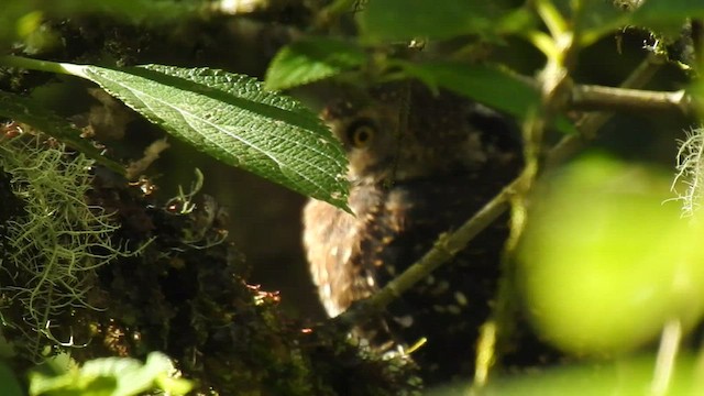 Andean Pygmy-Owl - ML468971331
