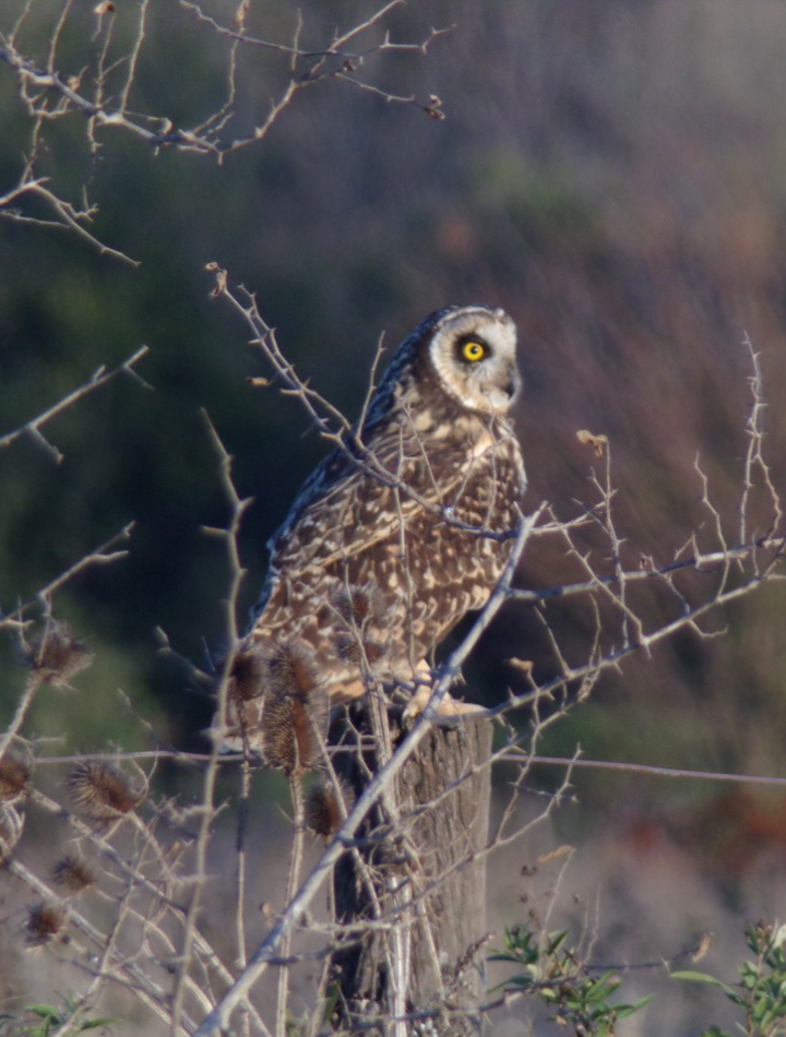 Short-eared Owl - ML468971431