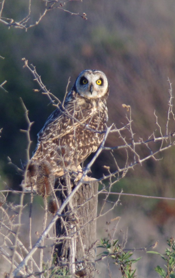 Short-eared Owl - ML468971441