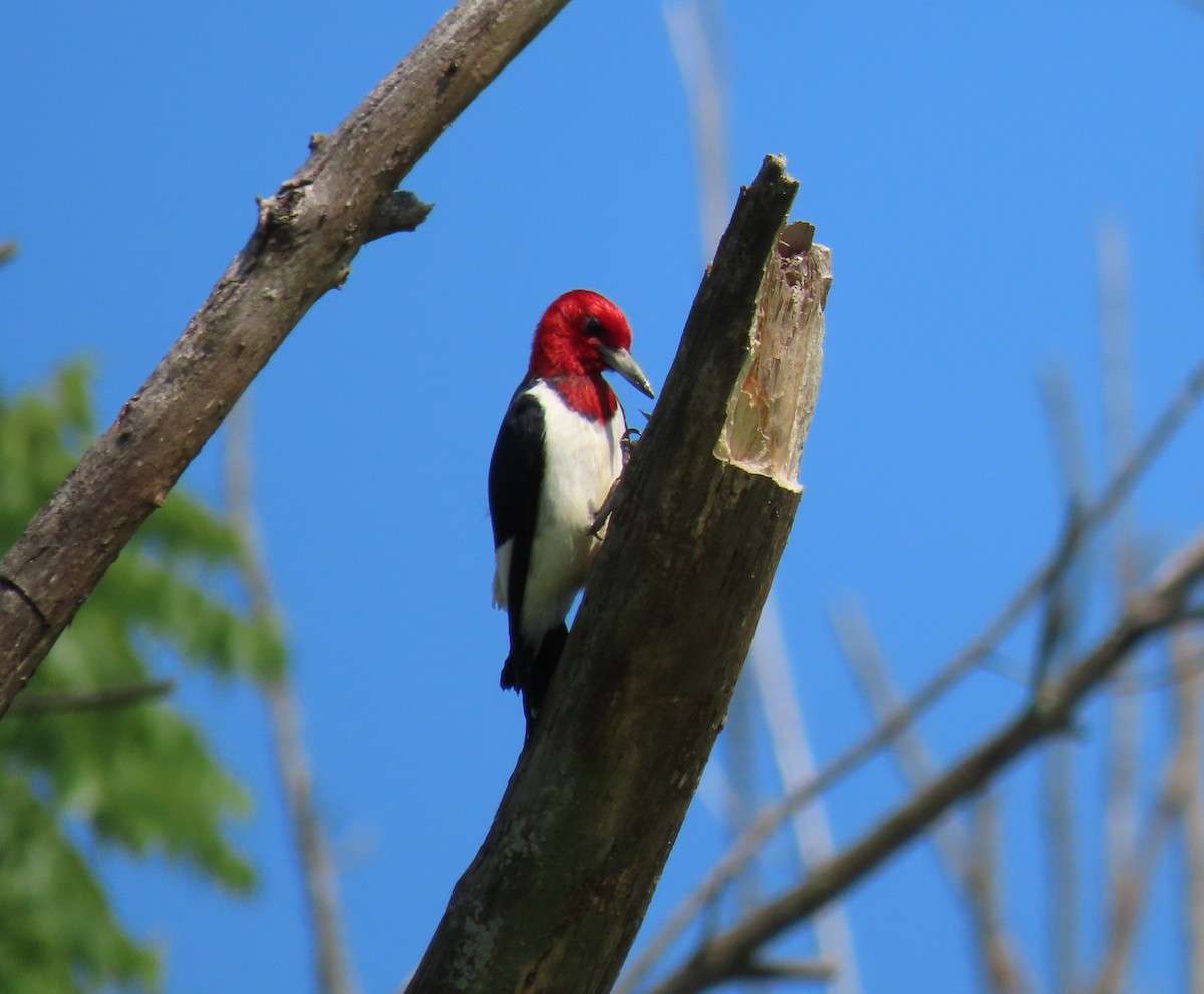 Red-headed Woodpecker - ML468972731