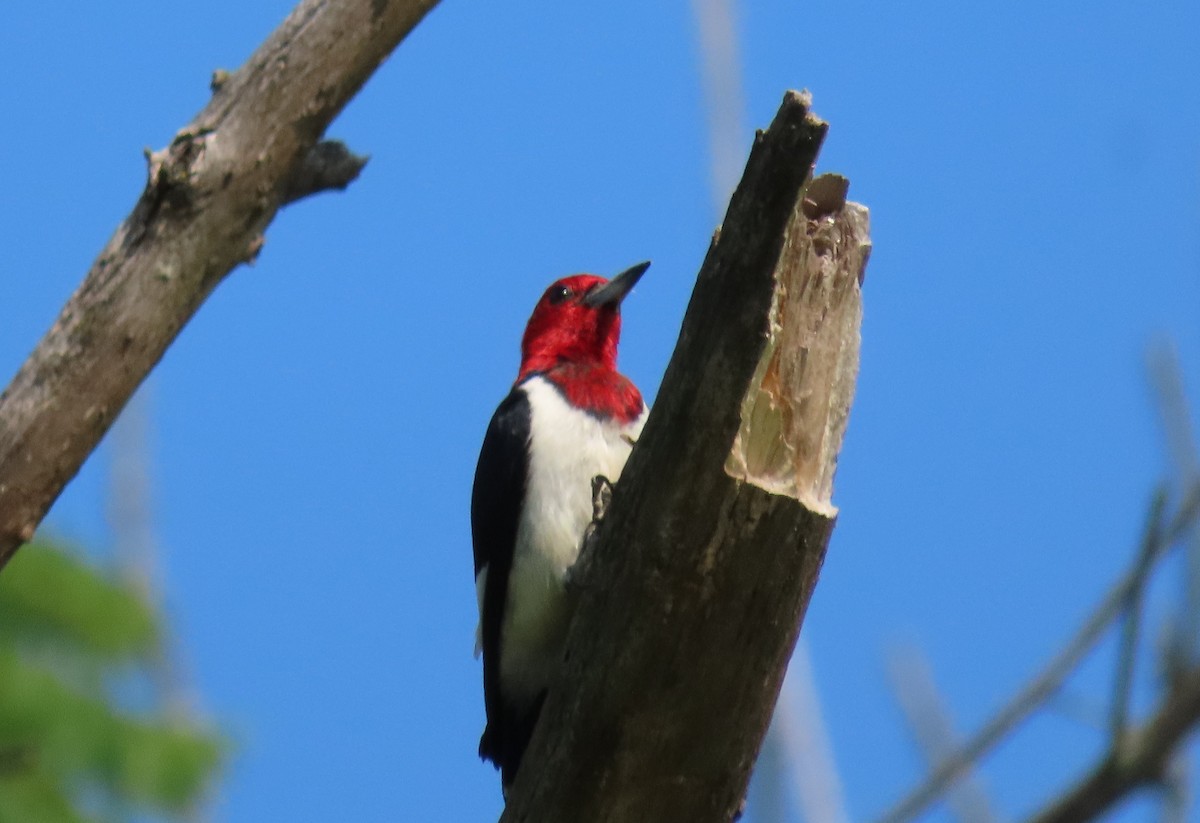 Red-headed Woodpecker - ML468972991