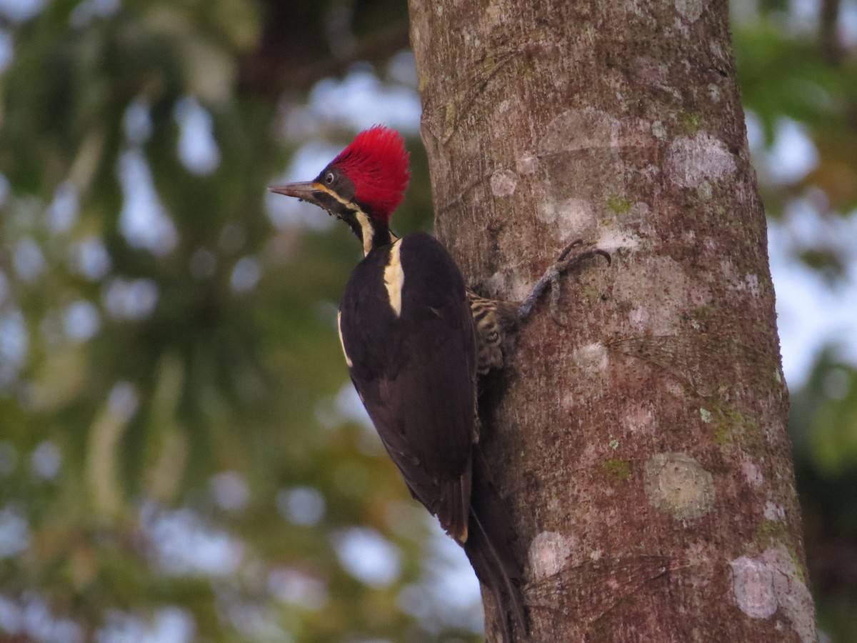 Lineated Woodpecker - kenneth reyes