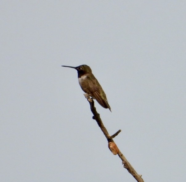 Black-chinned Hummingbird - ML468977951