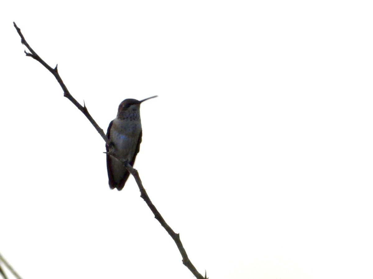 Black-chinned Hummingbird - ML468977971