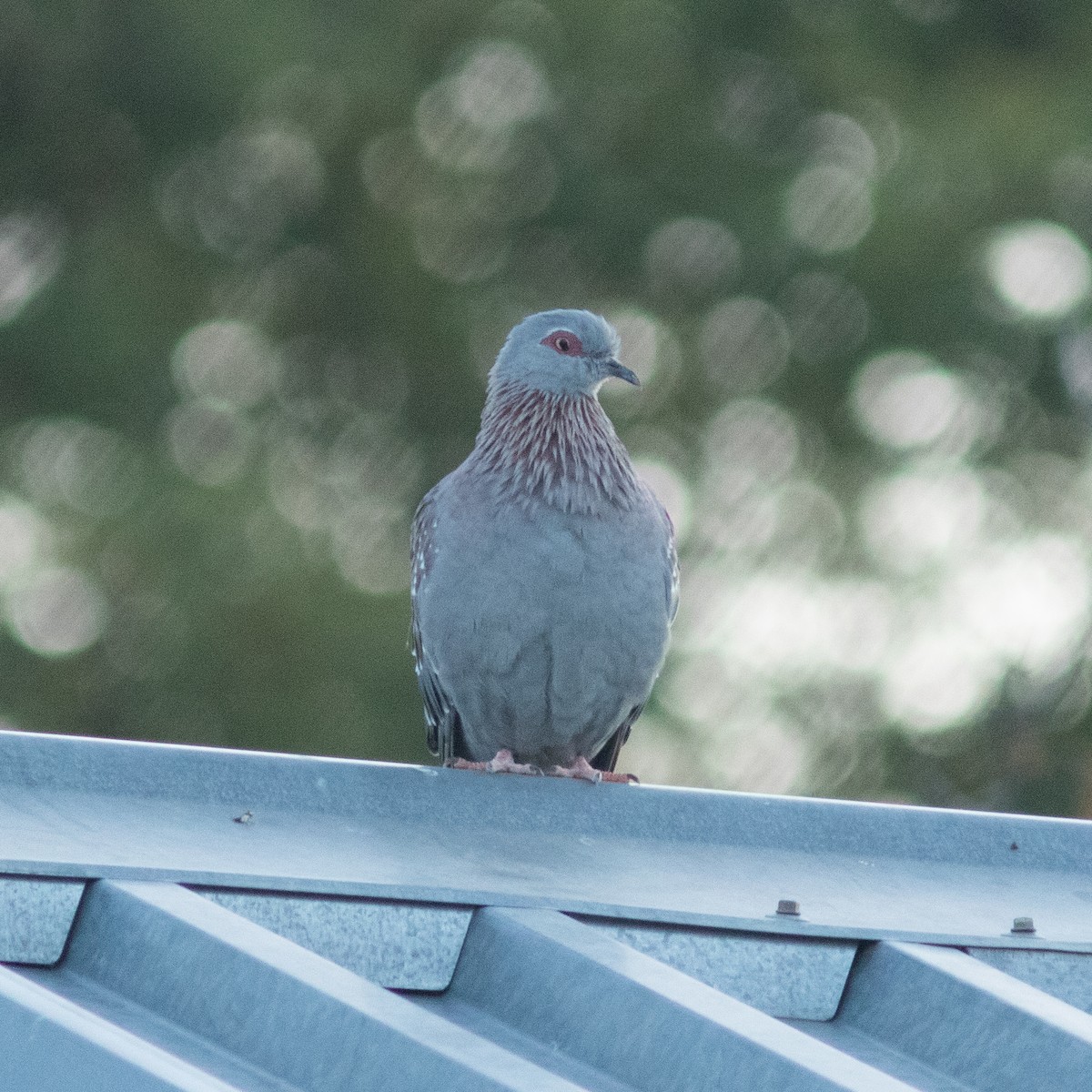 Speckled Pigeon - ML468980101