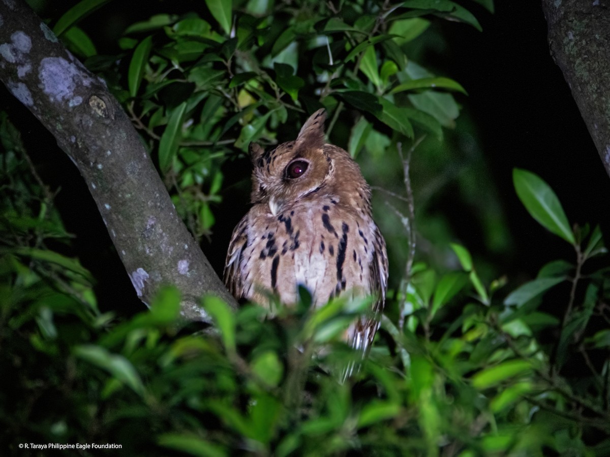 Giant Scops-Owl - Ron Lemente Taraya