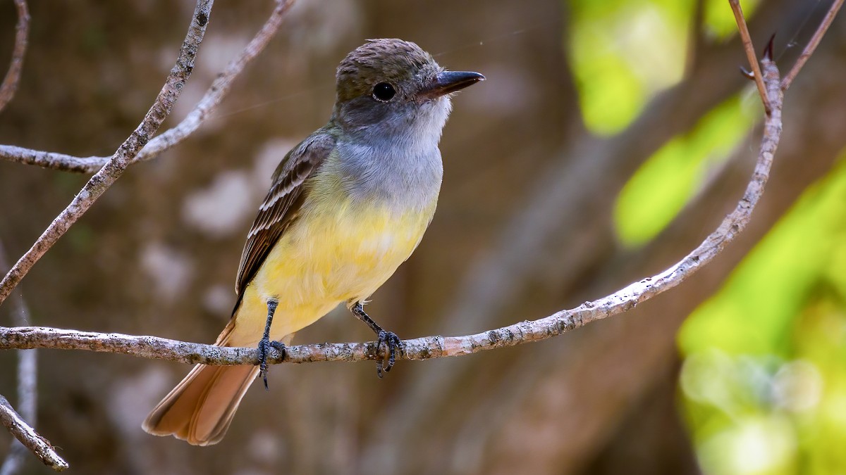 Great Crested Flycatcher - Jim Gain