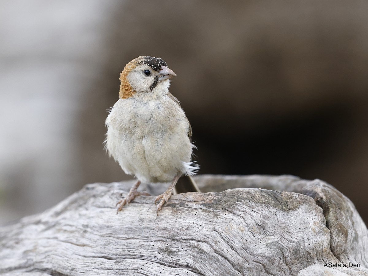 Speckle-fronted Weaver - ML468983291