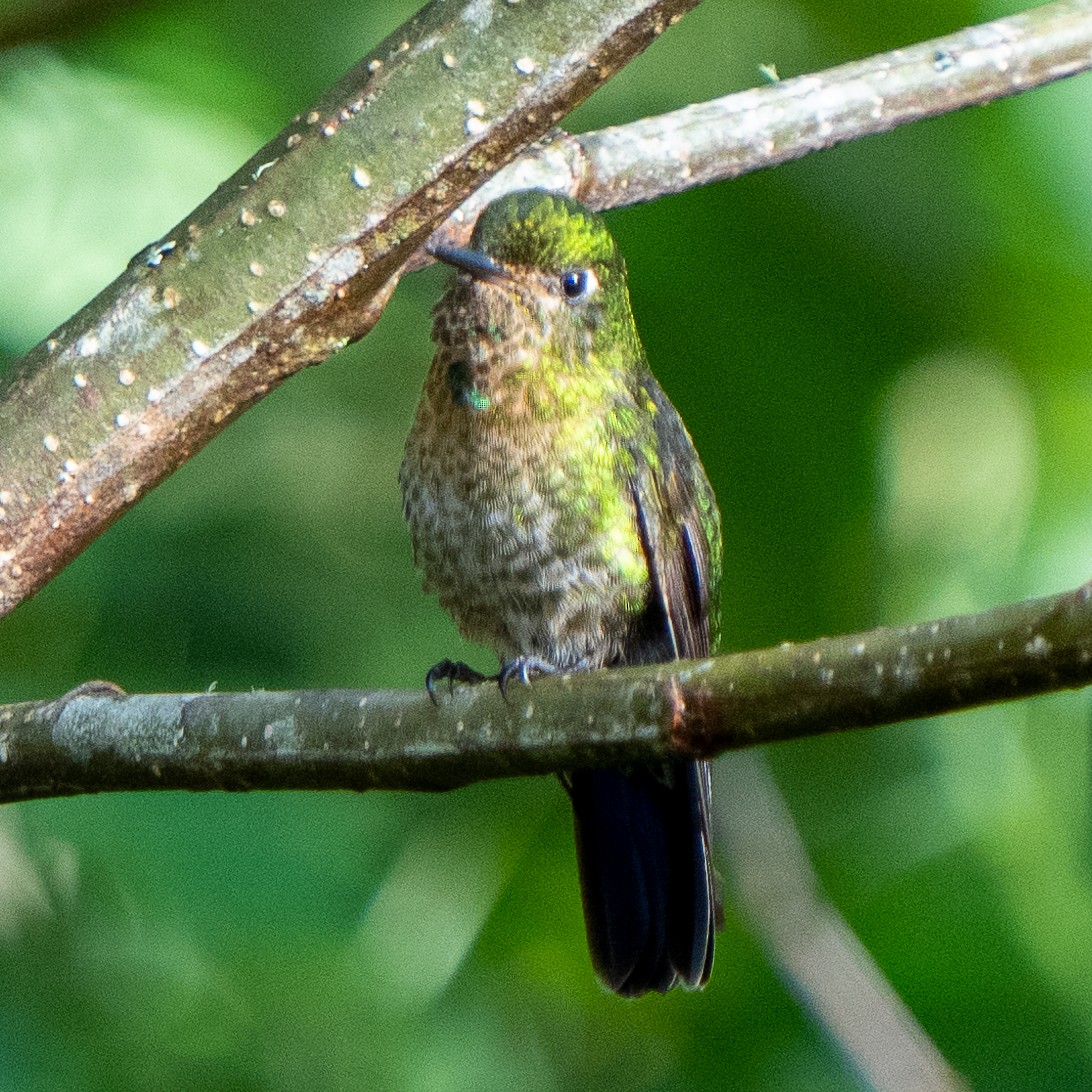 kolibřík dřišťálový - ML468988941
