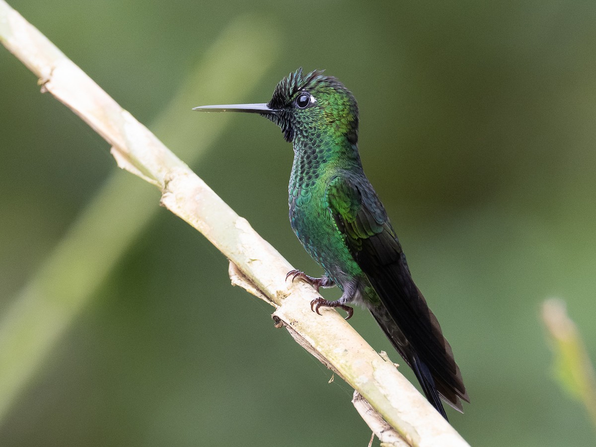 Green-crowned Brilliant - ML468990891
