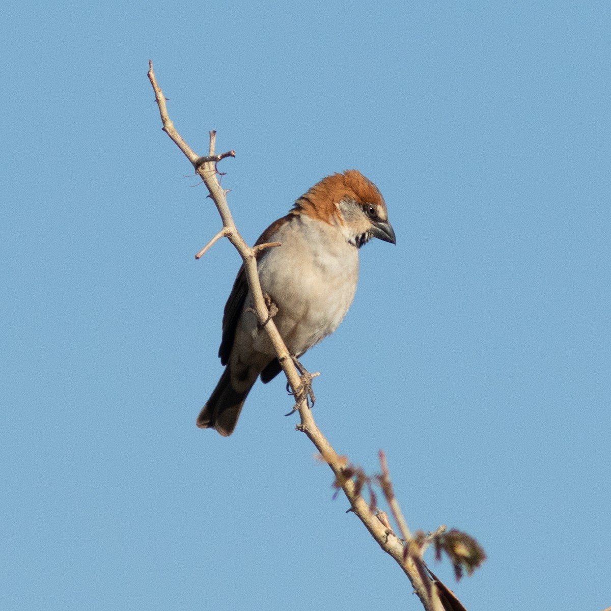 Great Rufous Sparrow - ML468992391