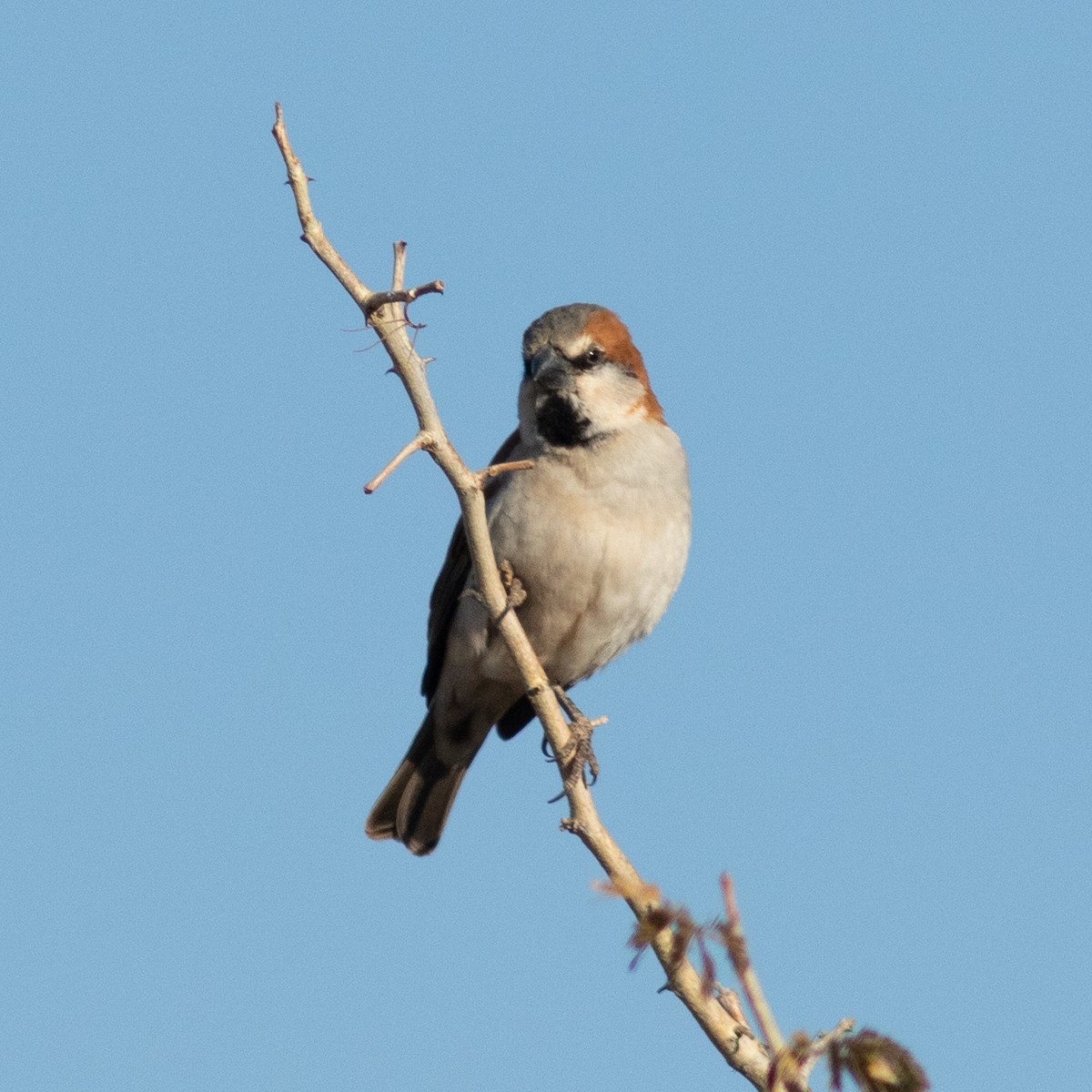 Great Rufous Sparrow - ML468992401