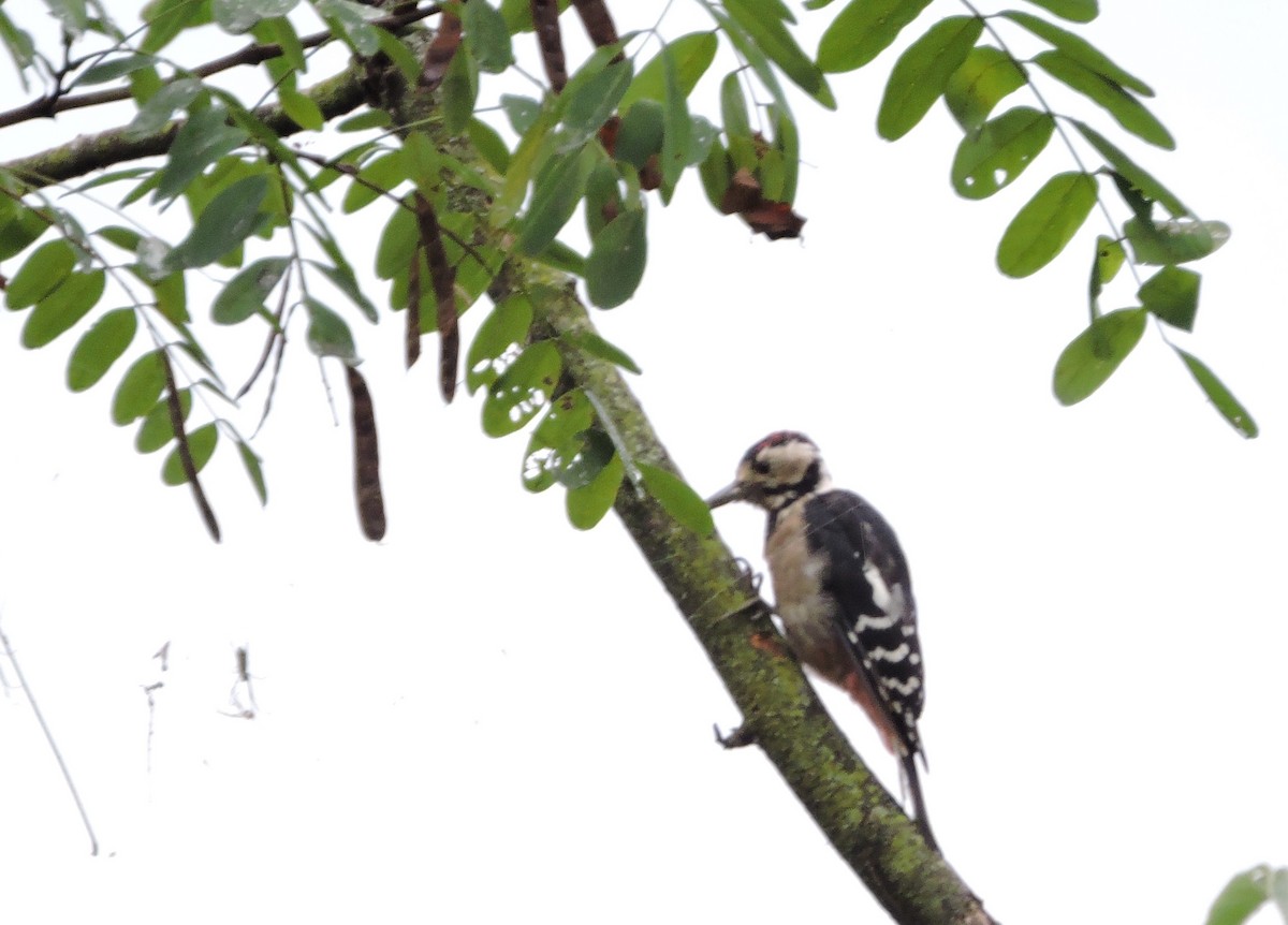 Great Spotted Woodpecker - ML46899261