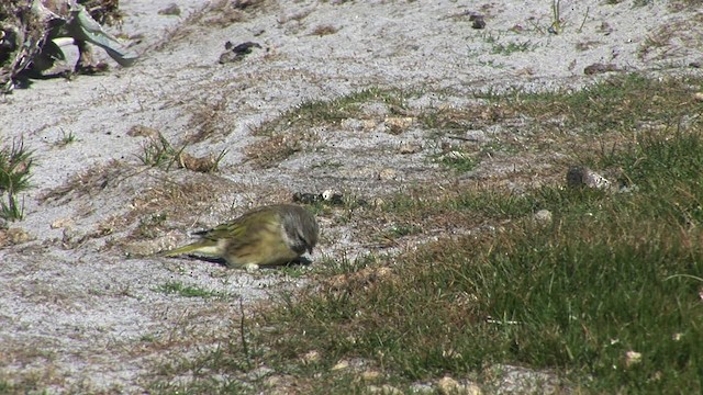 White-bridled Finch (Falkland) - ML468996