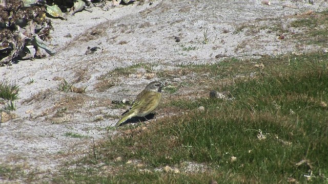 White-bridled Finch (Falkland) - ML468997