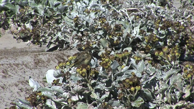 White-bridled Finch (Falkland) - ML468998