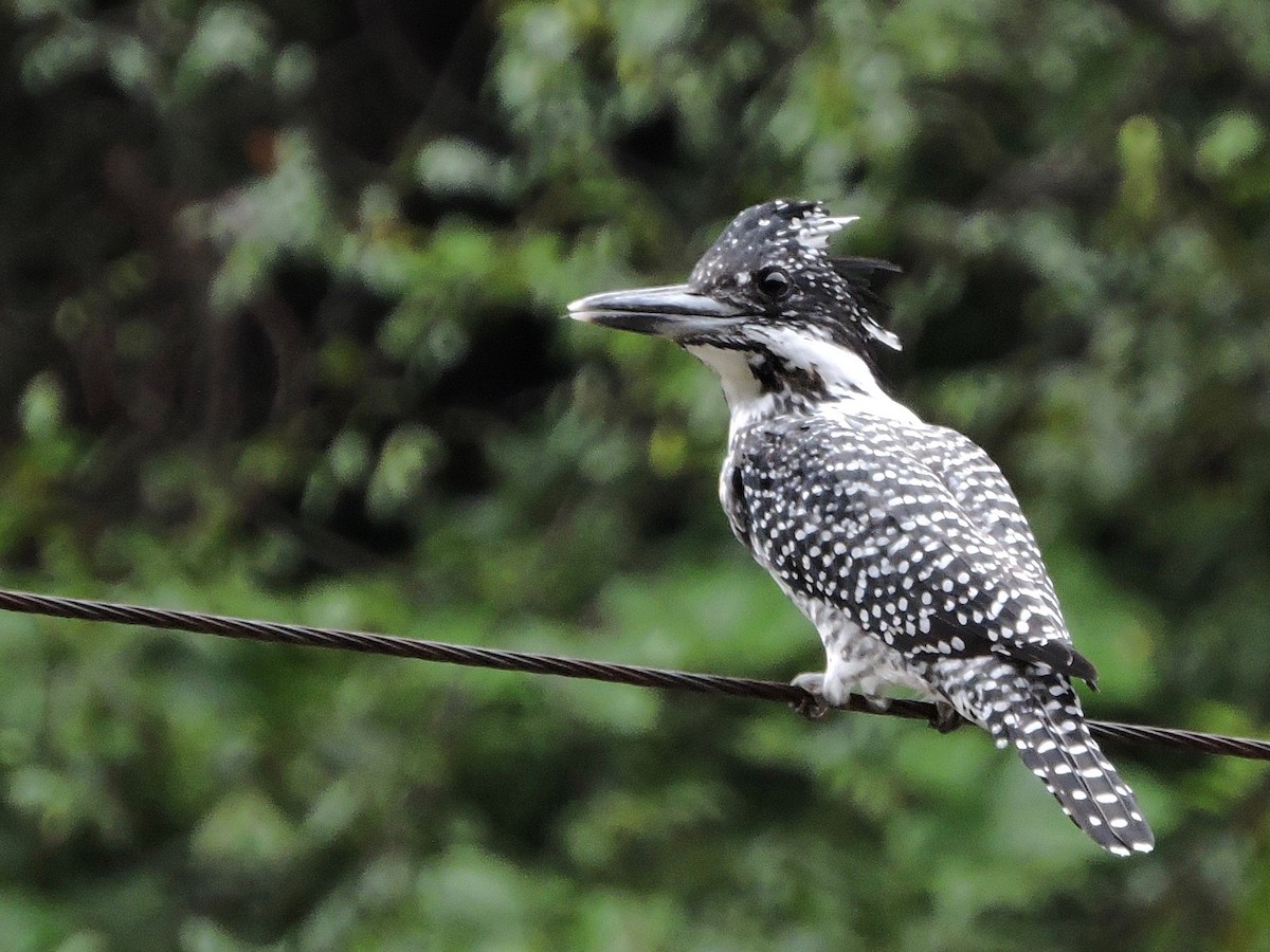 Crested Kingfisher - ML46899851