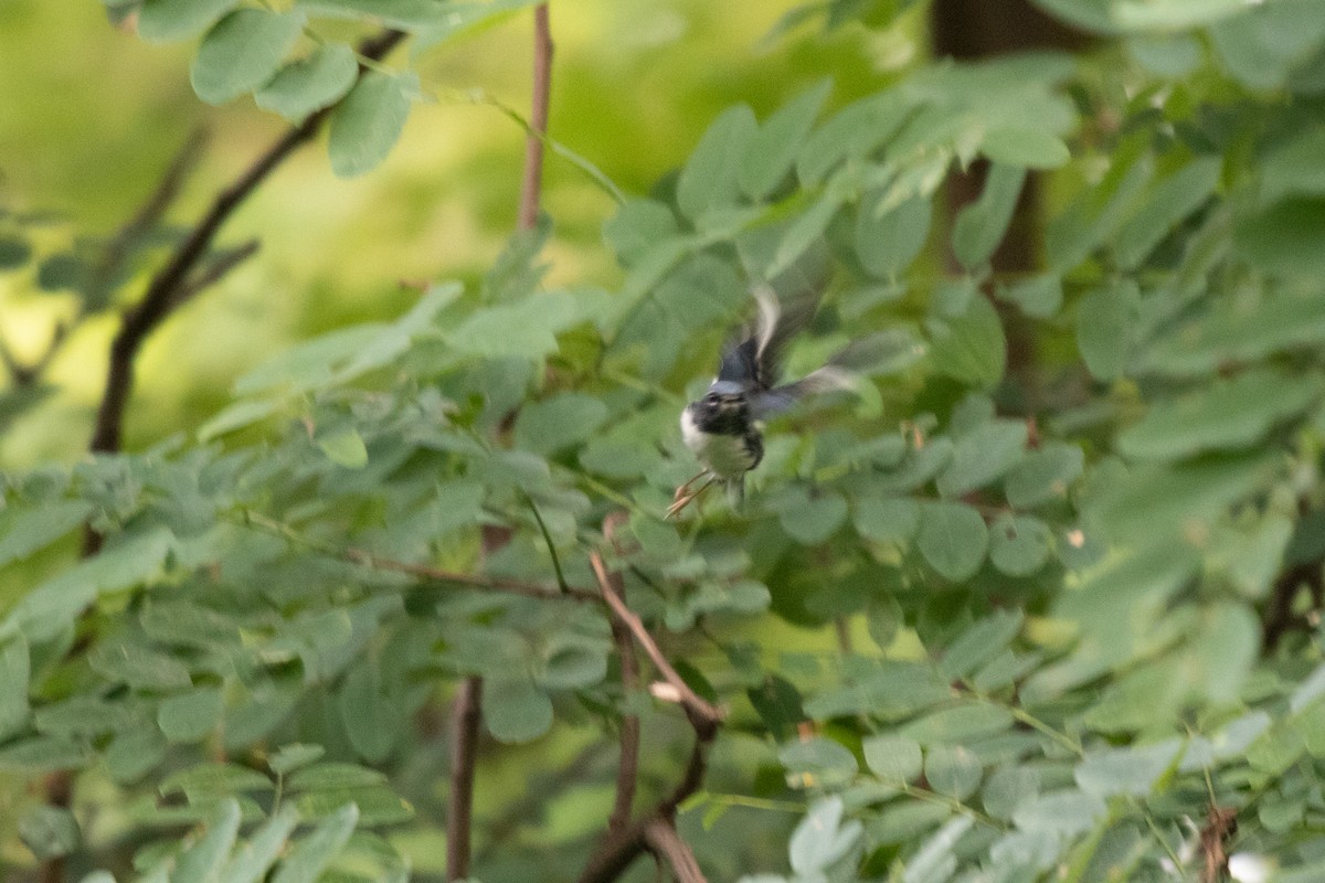 Black-throated Blue Warbler - ML468999971