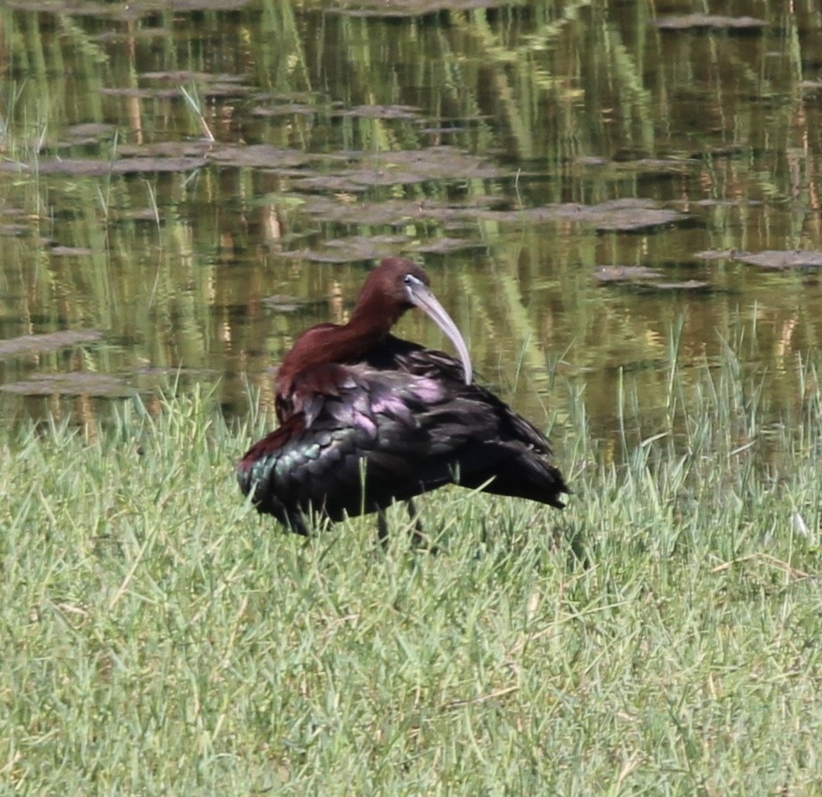 ibis hnědý - ML469000581