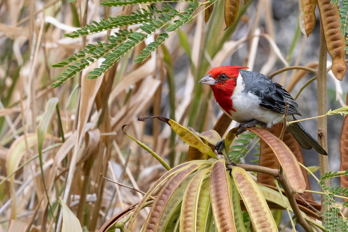 Red-crested Cardinal - ML469000811