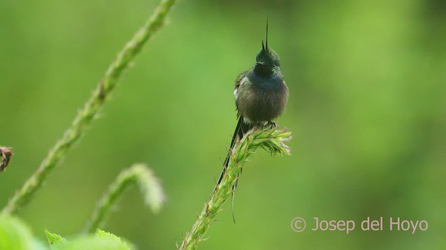 Wire-crested Thorntail - ML469000951