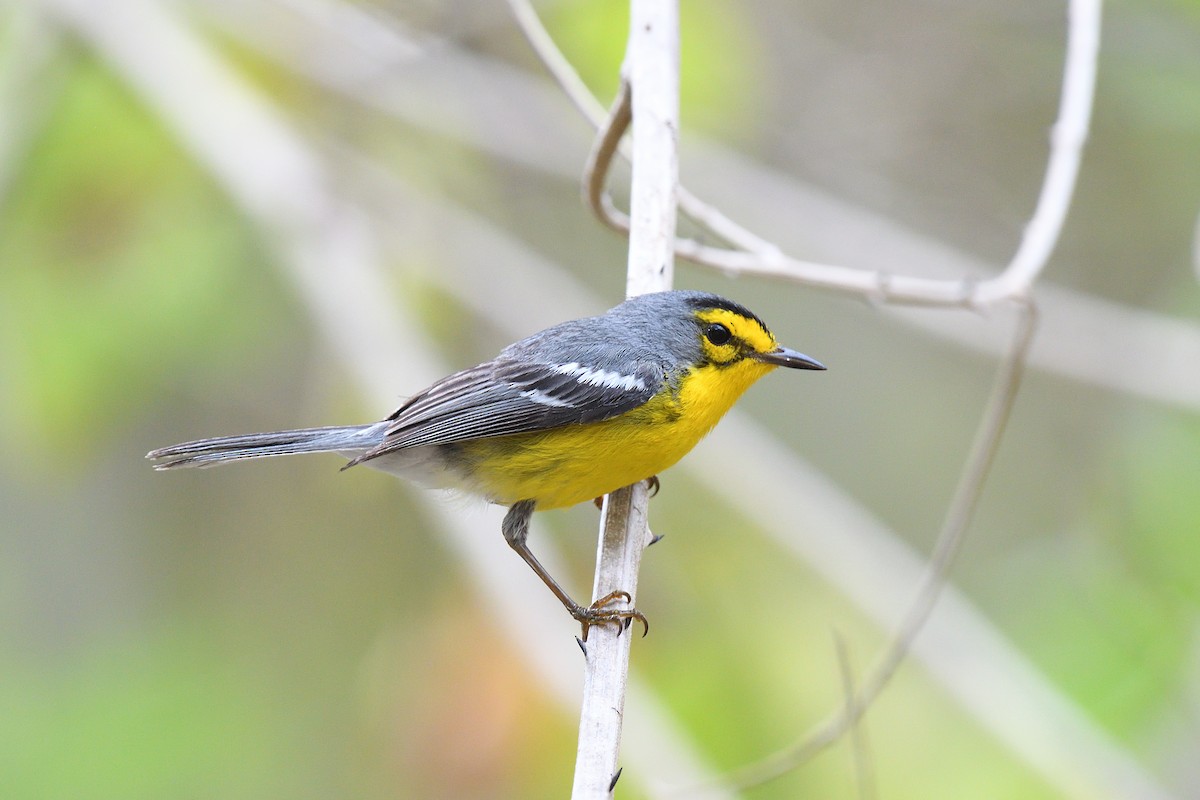 St. Lucia Warbler - terence zahner