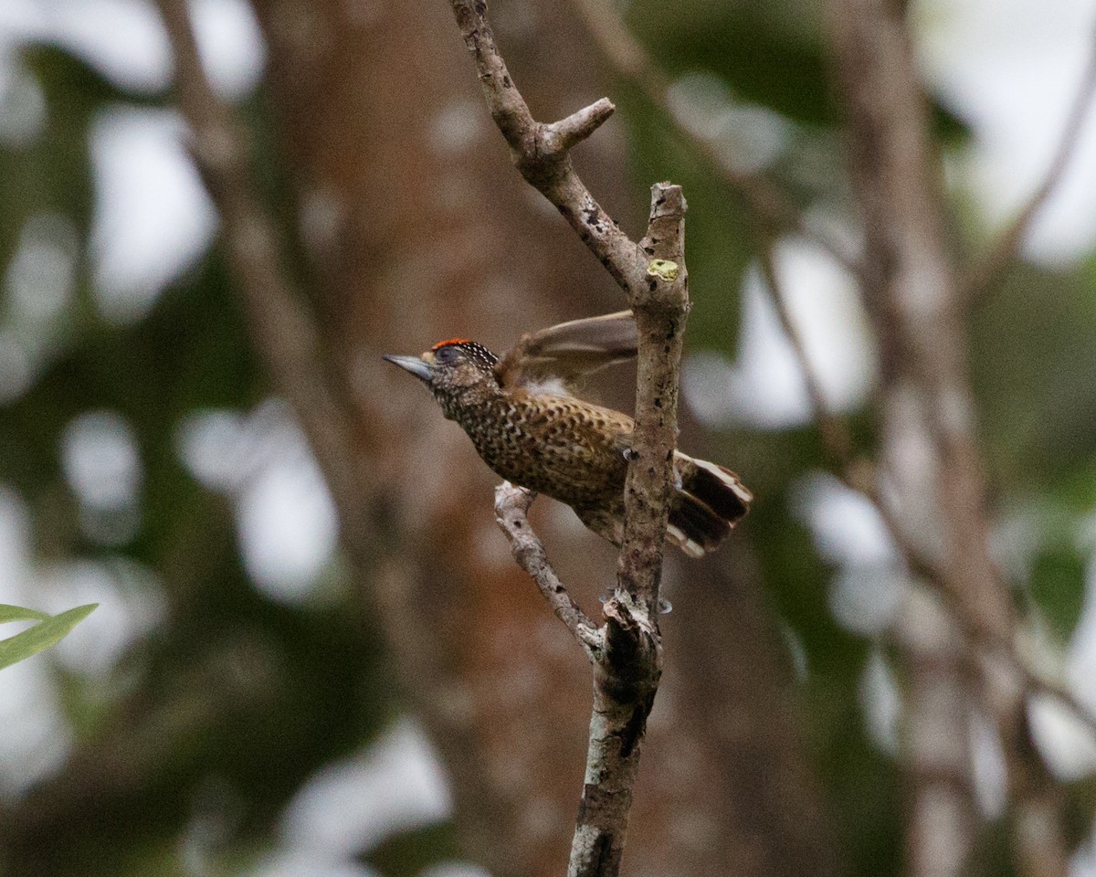 Pica-pau-anão-de-pescoço-branco (pallidus) - eBird