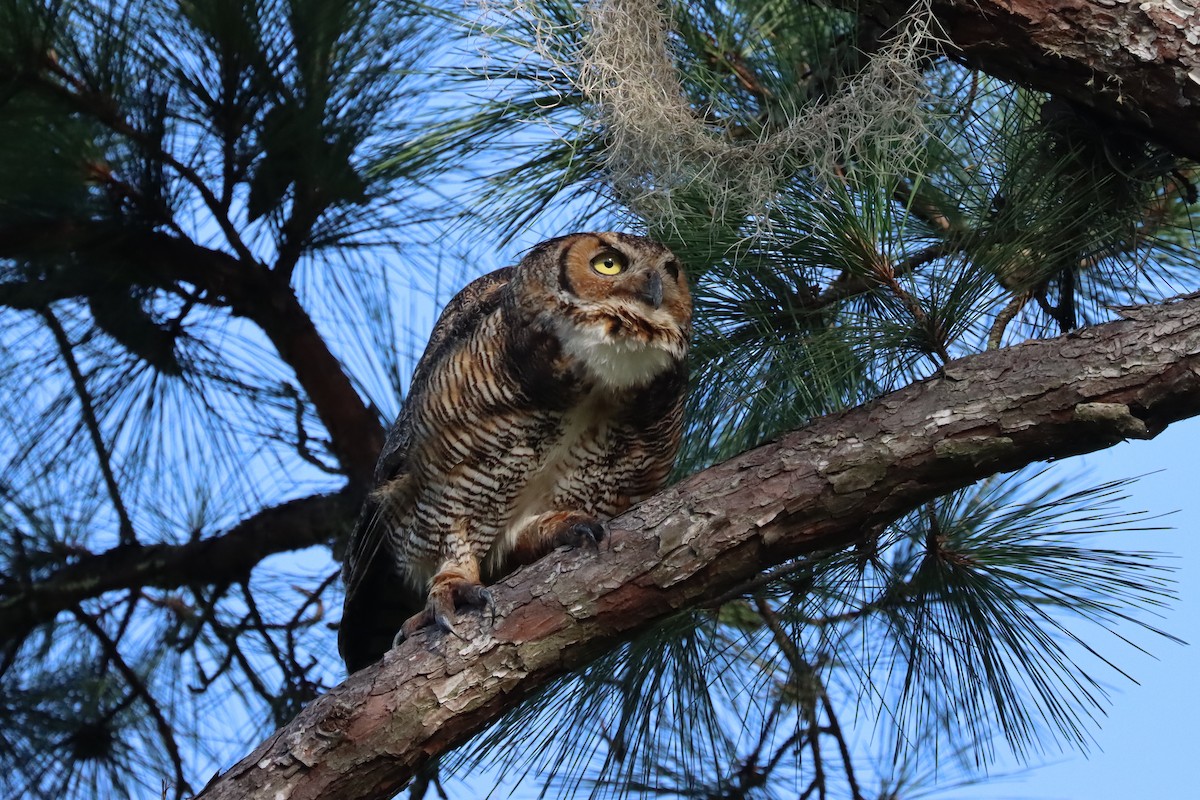 Great Horned Owl - ML469027741