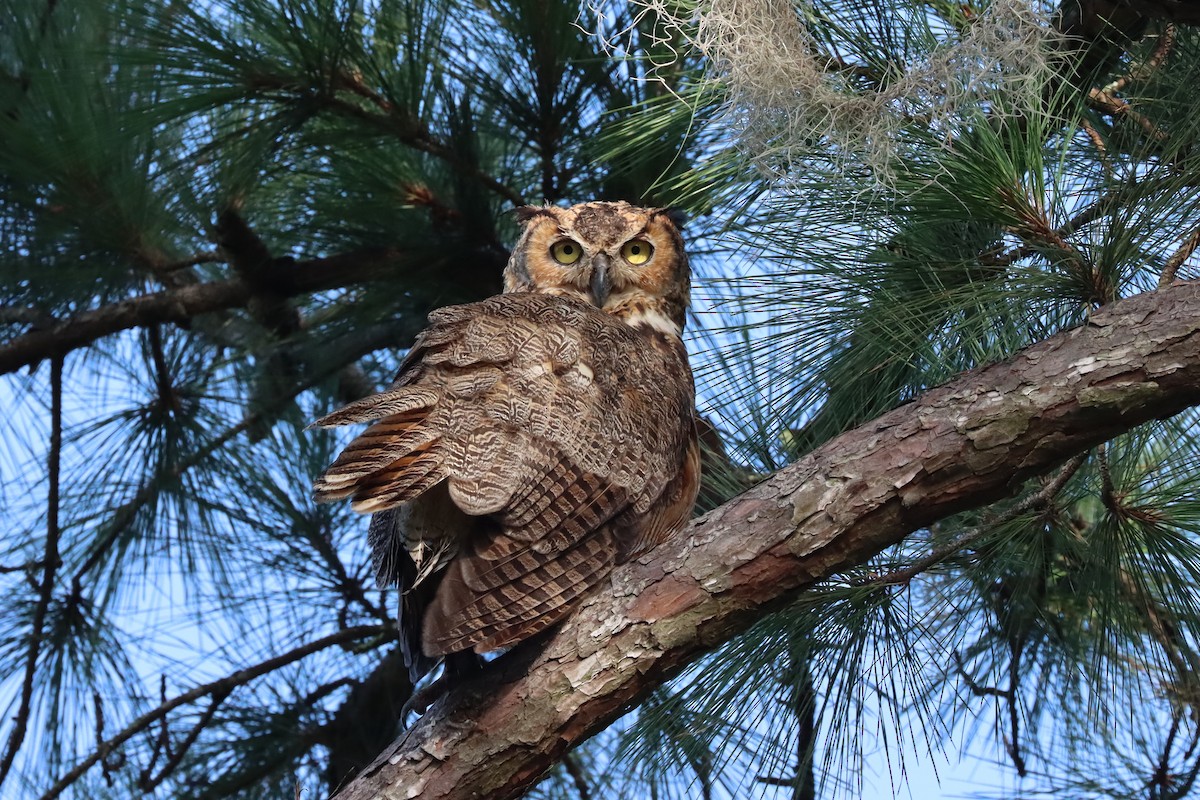 Great Horned Owl - ML469027771