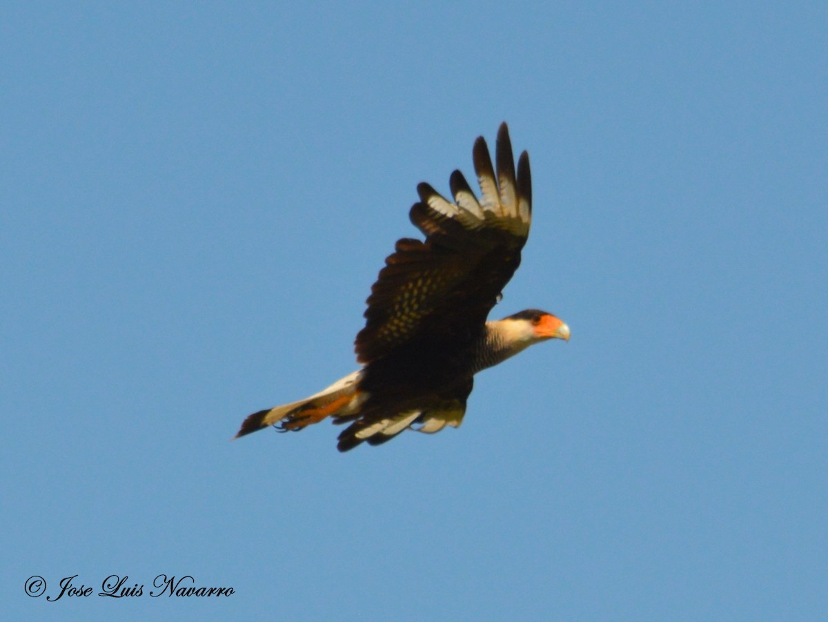 Crested Caracara (Southern) - ML46903511