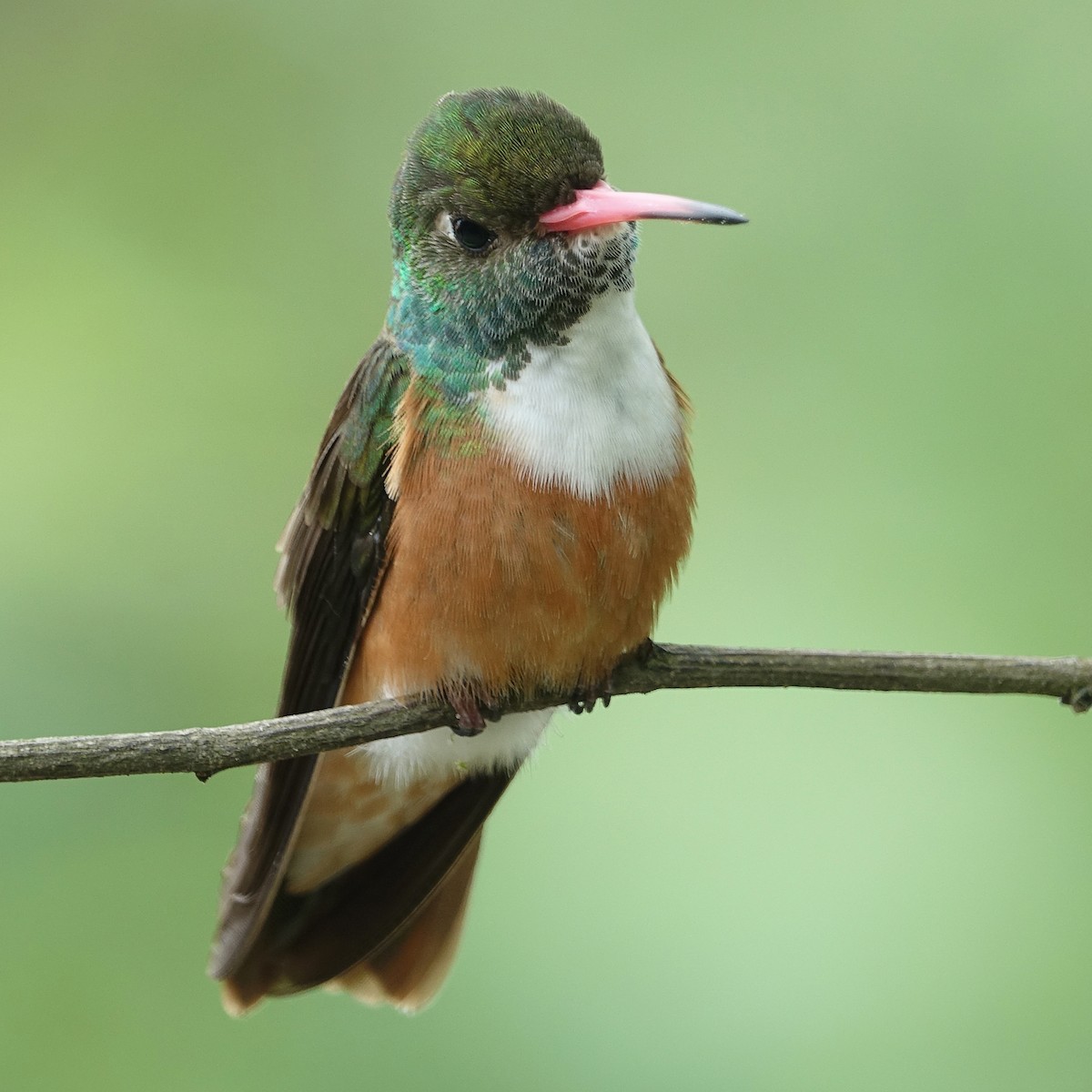 Amazilia Hummingbird - ML469036411