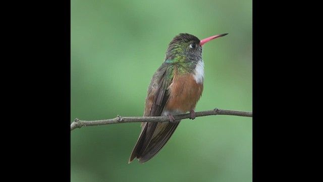 Amazilia Hummingbird - ML469036591