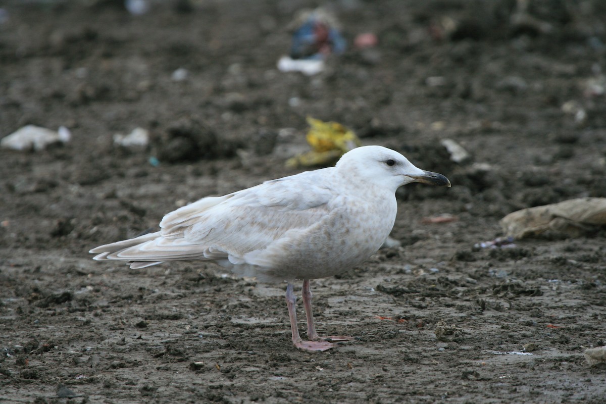 Glaucous-winged Gull - James (Jim) Holmes
