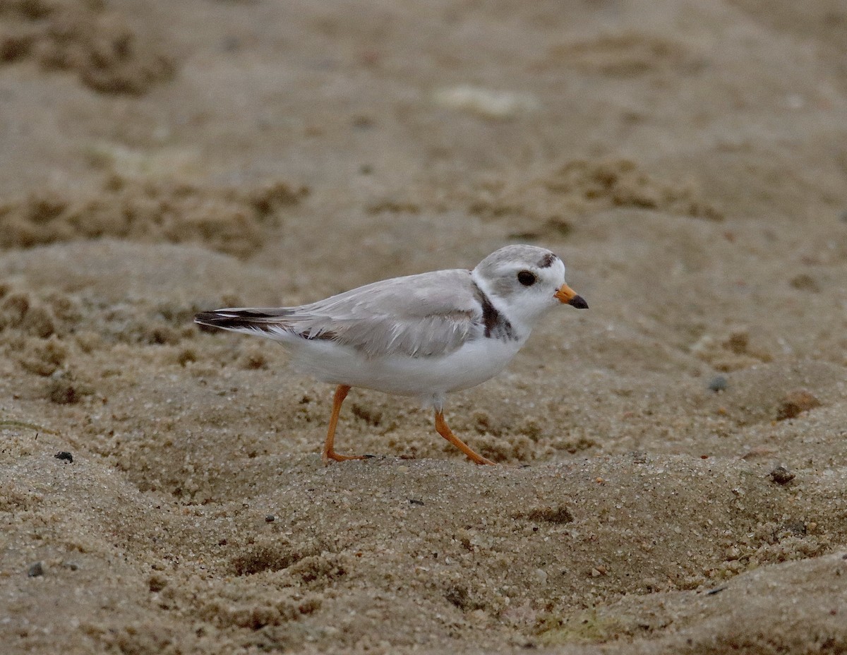 Piping Plover - ML469040191