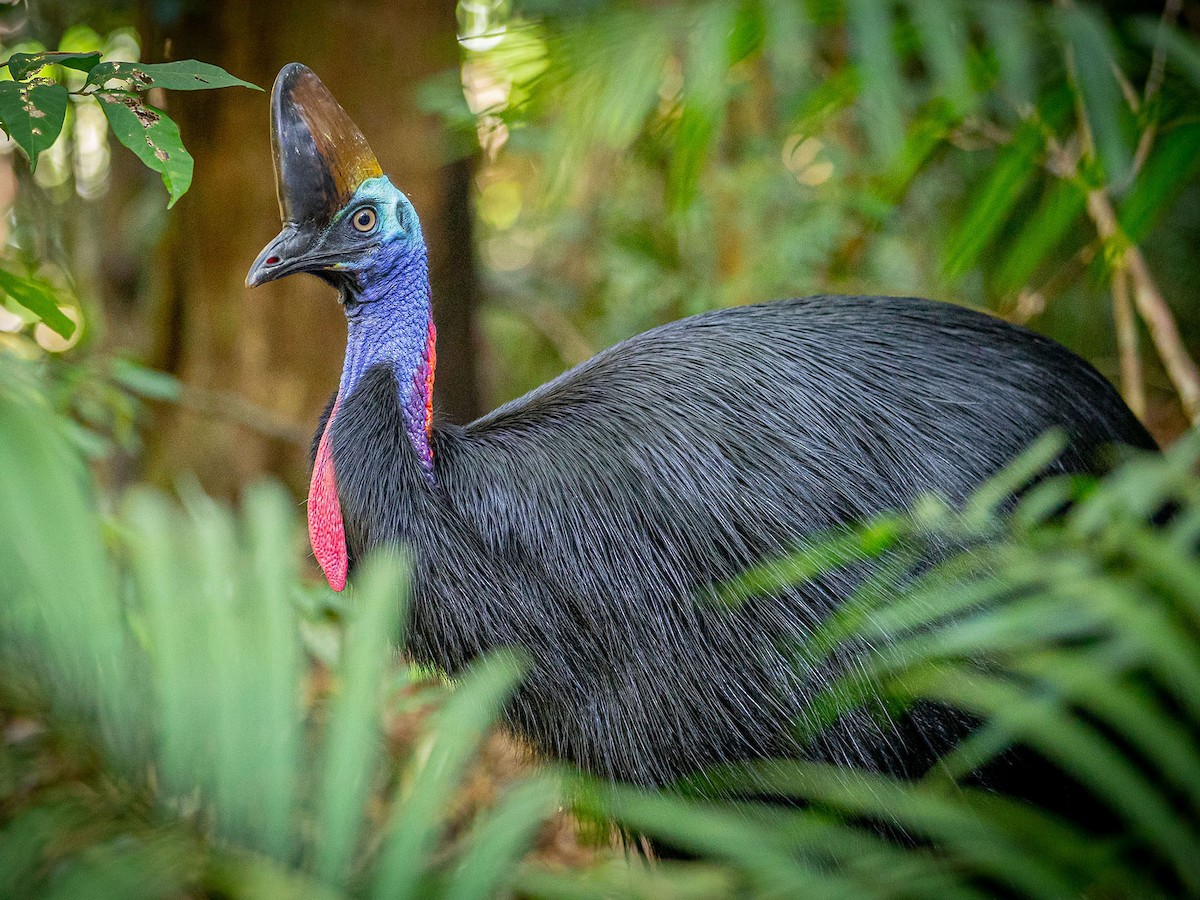 Southern Cassowary Casuarius Casuarius Birds Of The World