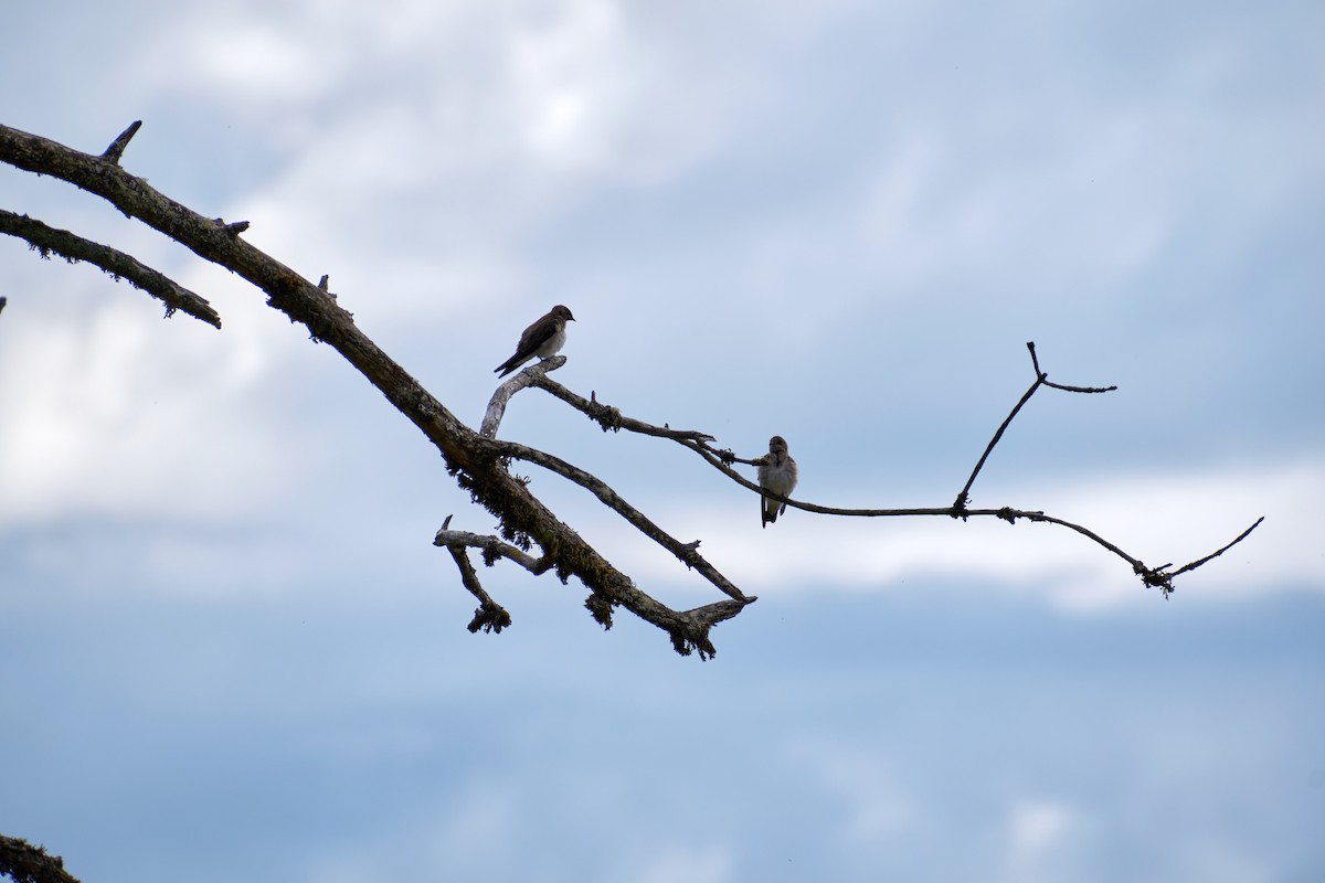 Northern Rough-winged Swallow - John Christmann