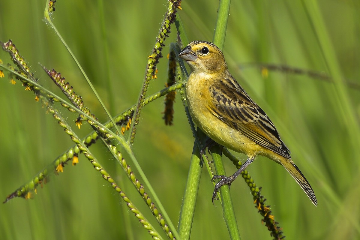 Grassland Yellow-Finch (Northern) - ML469045651