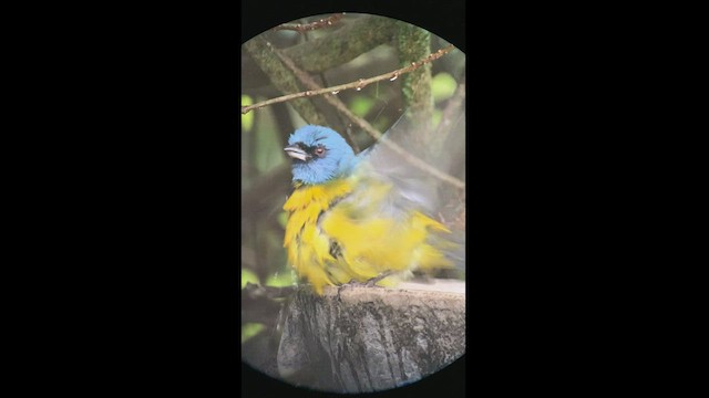Blue-and-yellow Tanager - ML469049181
