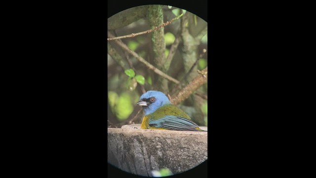 Blue-and-yellow Tanager - ML469049211