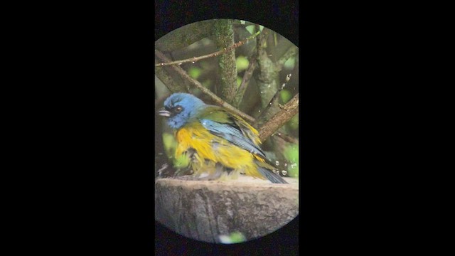 Blue-and-yellow Tanager - ML469049301