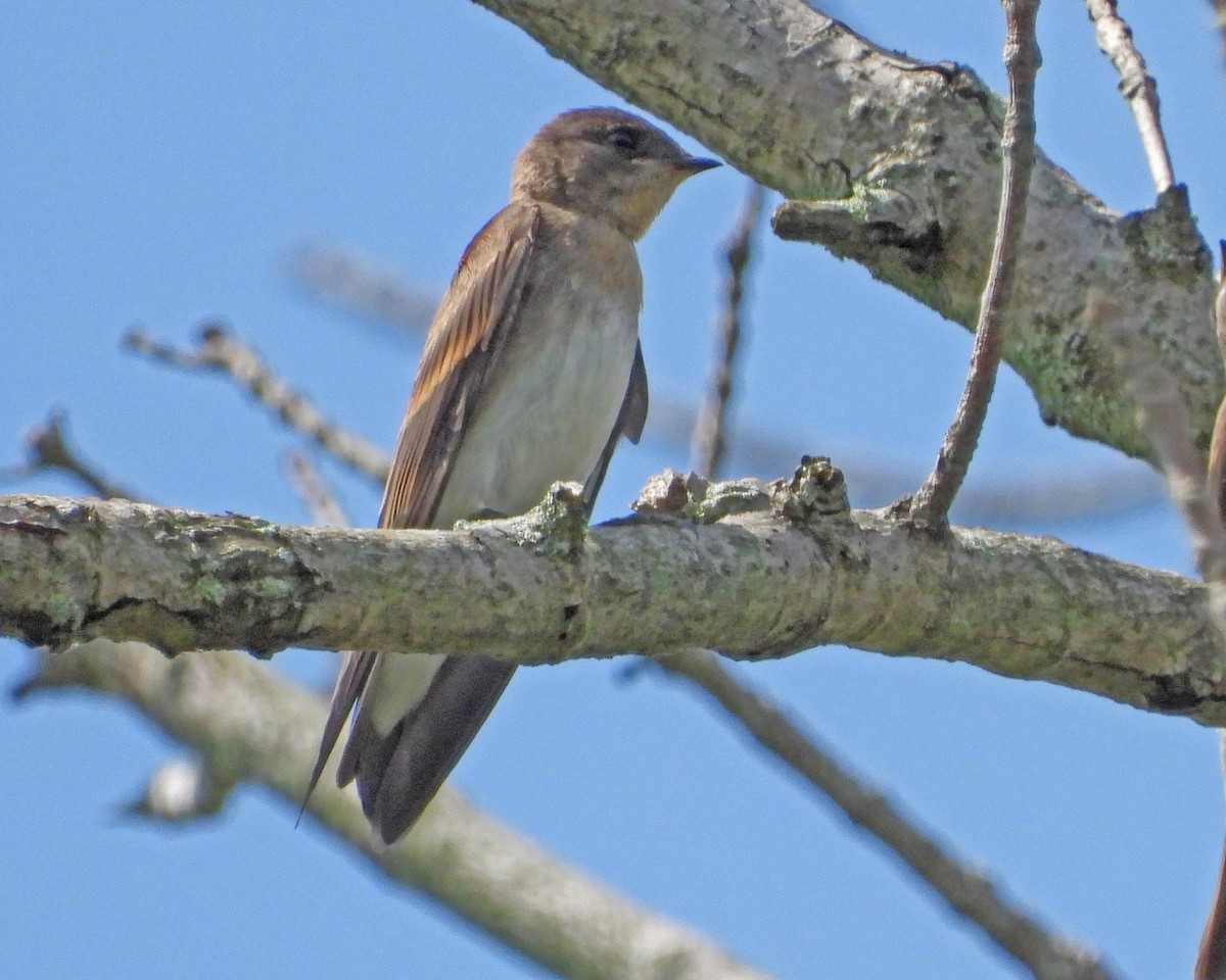 Northern Rough-winged Swallow - ML469049651