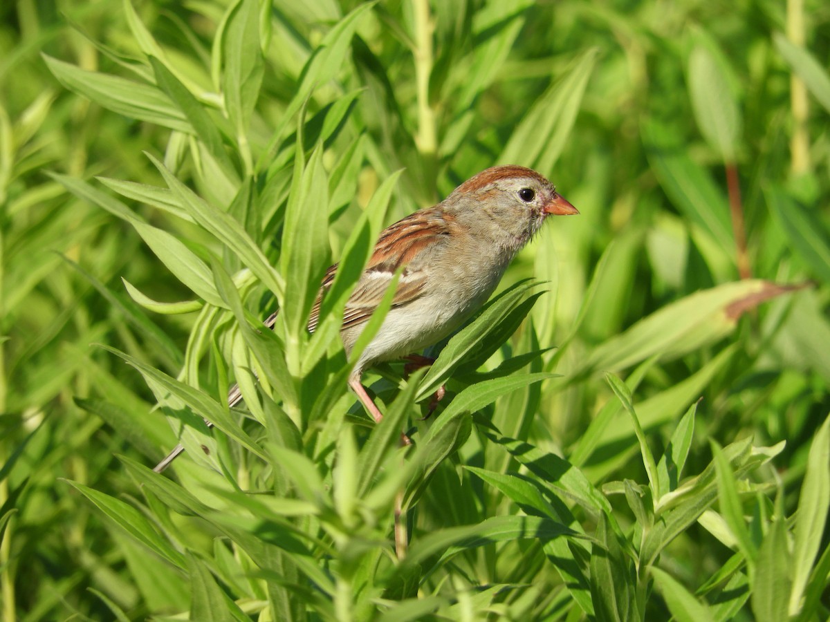 Field Sparrow - Douglass Gaking