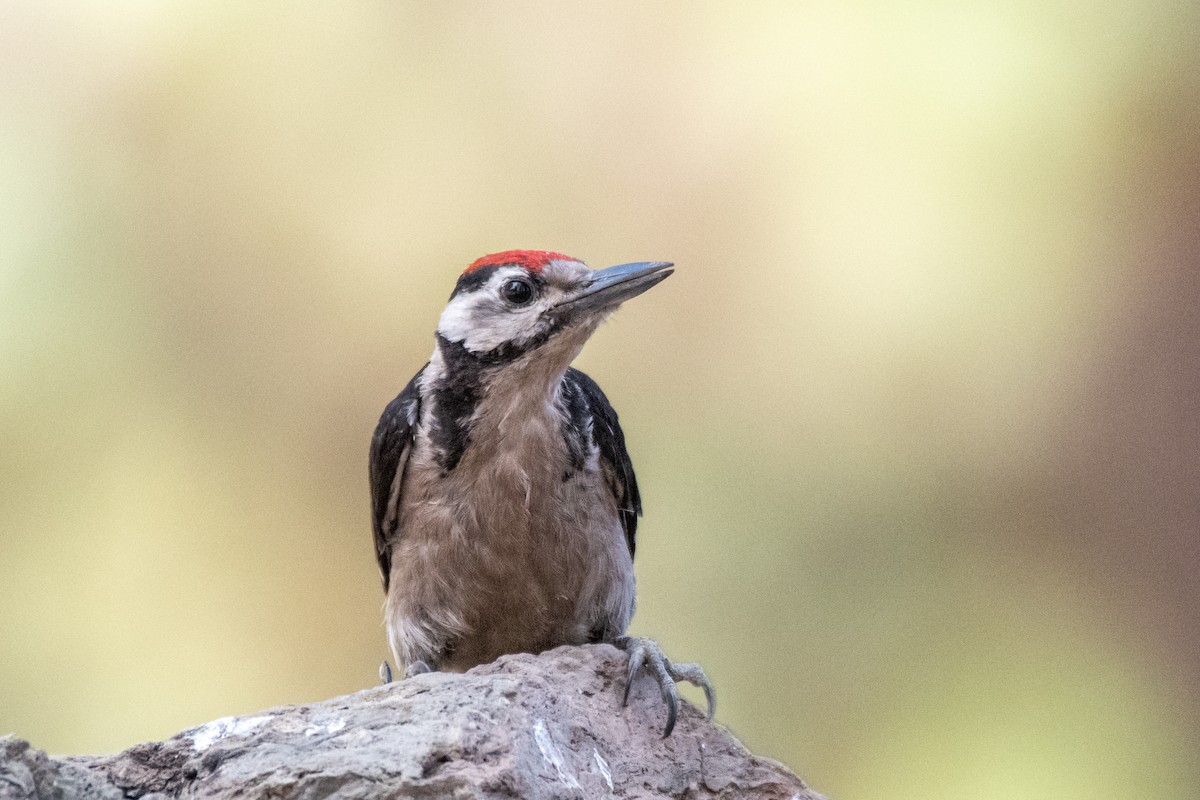 Great Spotted Woodpecker (Canarian) - ML469053961