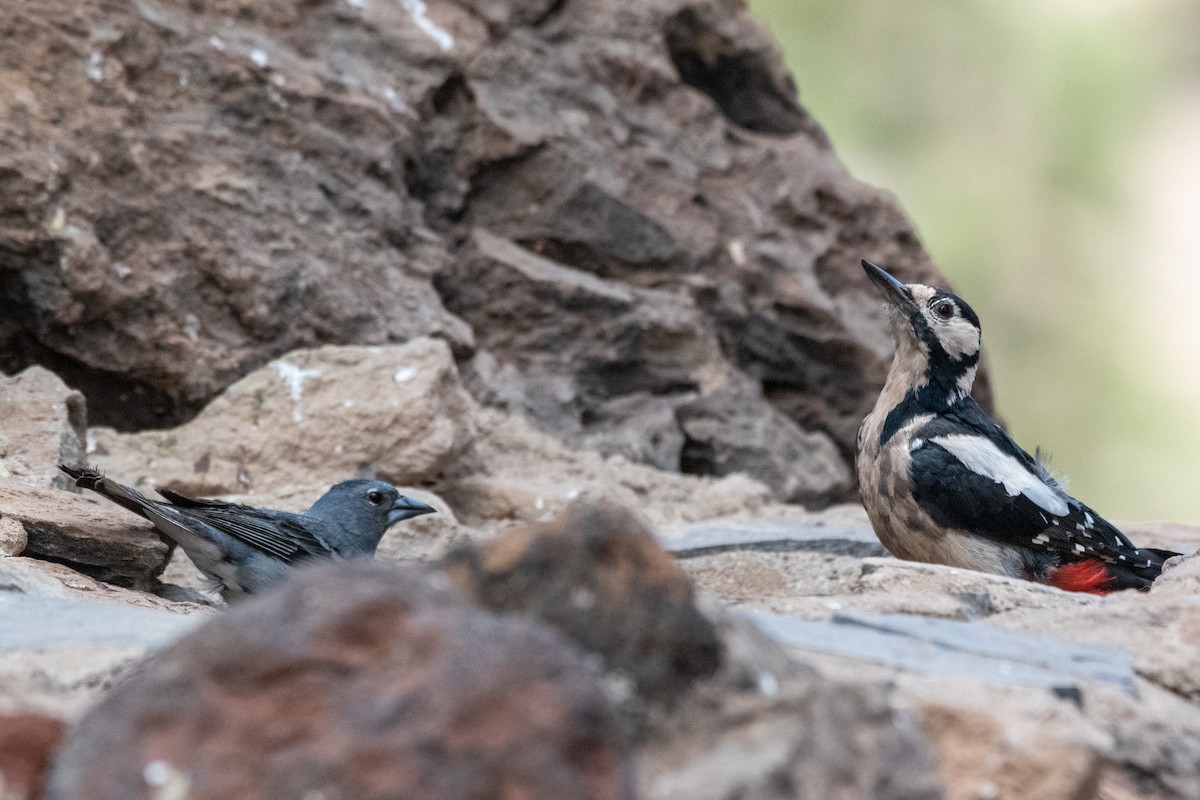 Great Spotted Woodpecker (Canarian) - ML469055231