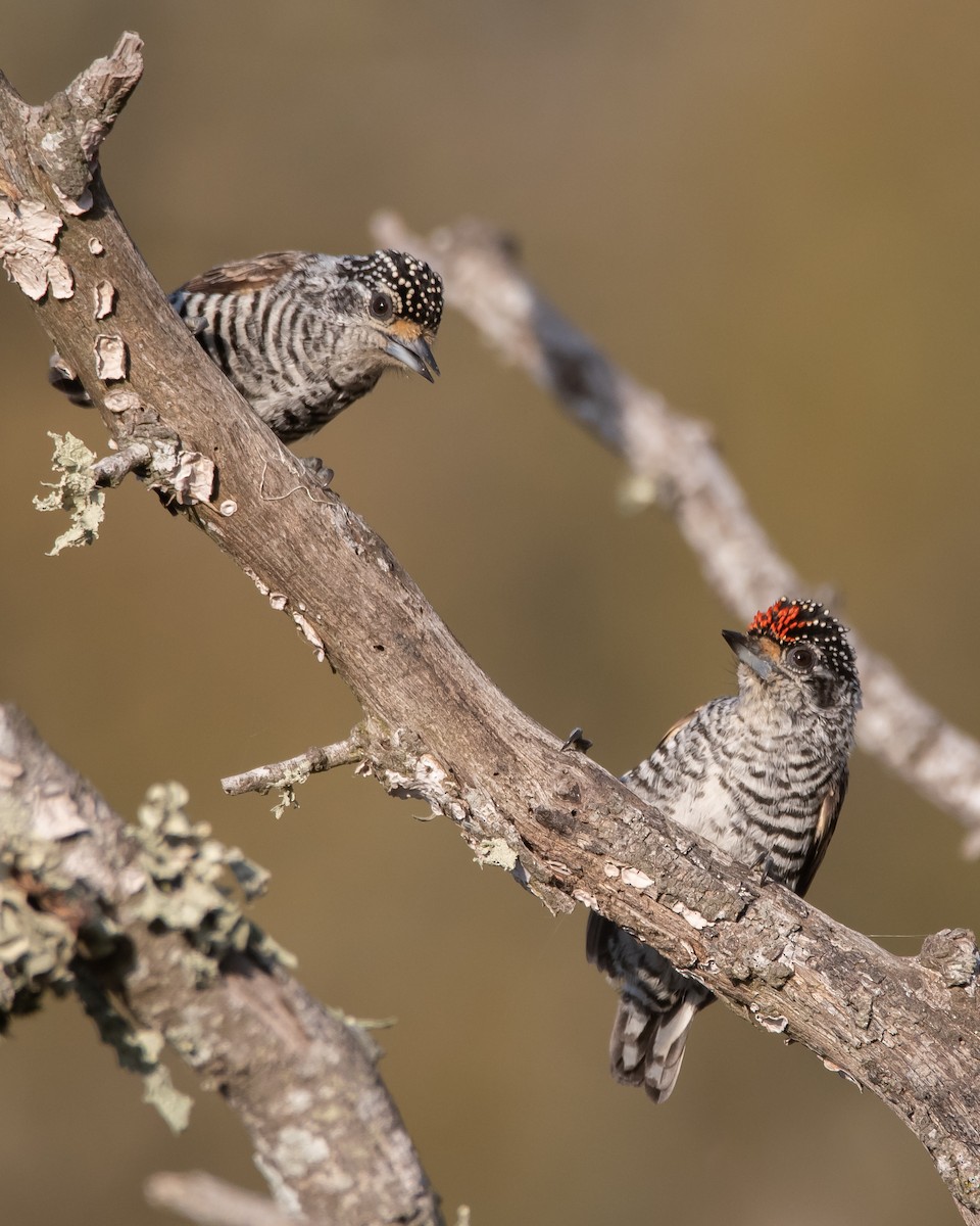 White-barred Piculet - ML469059111