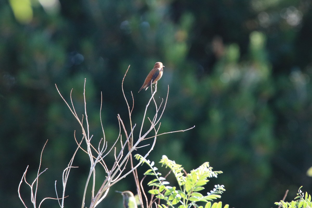 Rufous Hummingbird - ML469060781