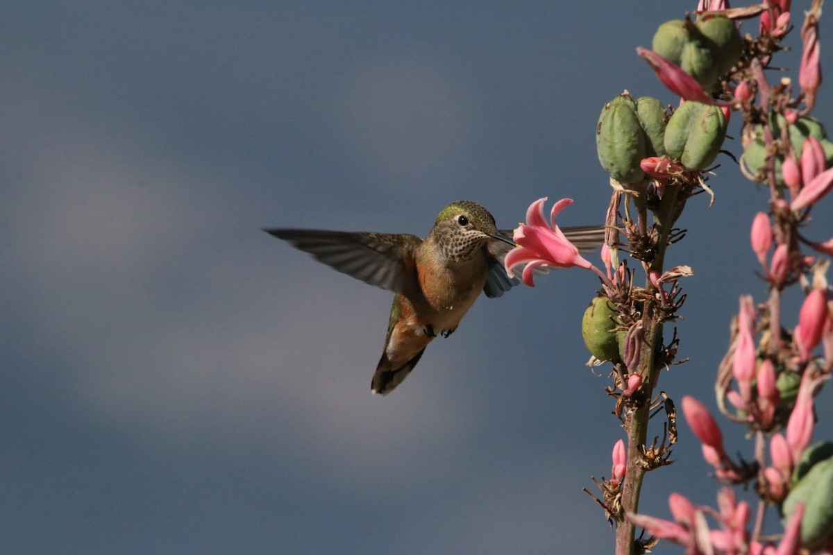 Broad-tailed Hummingbird - ML469061181