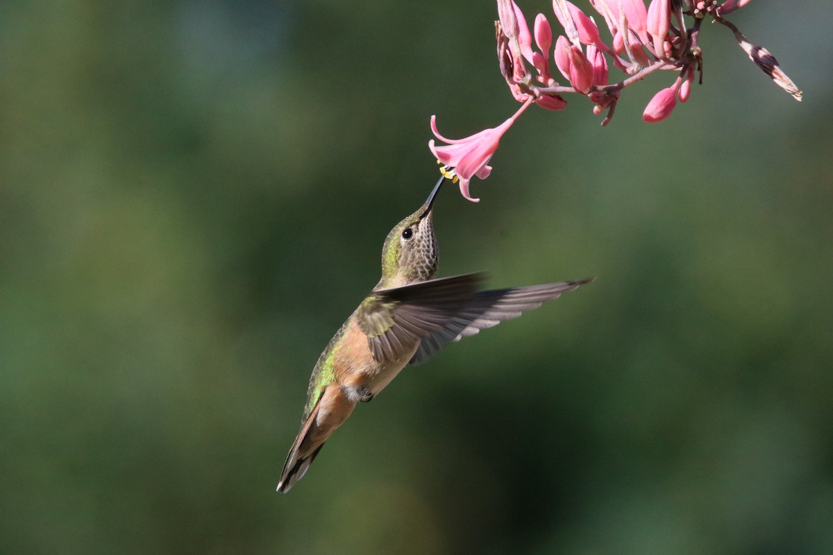 Broad-tailed Hummingbird - ML469061231